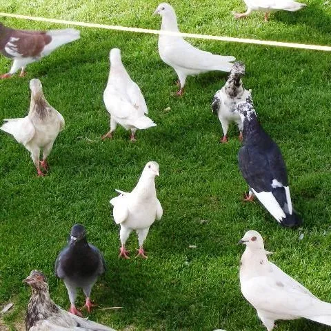 thumbnail for publication: Pigeons